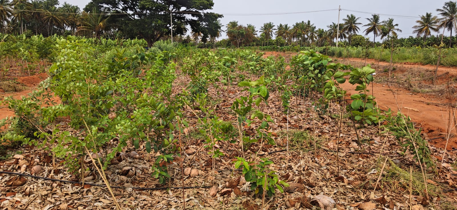 EKL plantation site in Bangalore / Faridabad